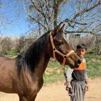 فروش اسب مادیان