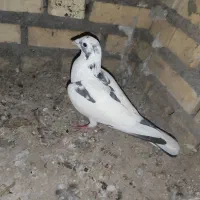 کبوتر