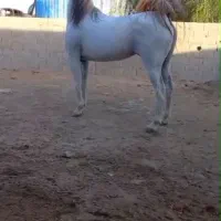 کره اسب و مادیون