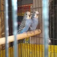 مرغ عشق