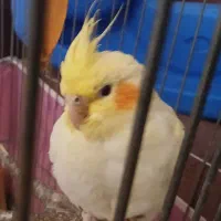 فروش جوجه عروس هلندی ماده