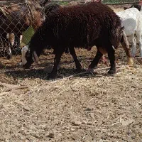 بره.قوچ.۶ماه