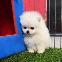 توله سگ پامرانین خرسی ۲|سگ|مشهد, الهیه|دیوار