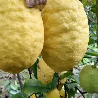 فروش عمده بالنگ