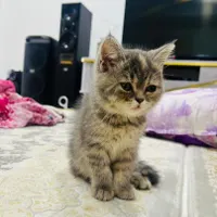 گربه اسکاتیش