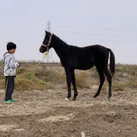 کره نریان 6ماهه آرام و دستی مشکی زغالی|اسب و تجهیزات اسبسواری|گنبد کاووس, |دیوار