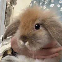 یک عدد خرگوش مینی لوپ خوش سر زنده و باهوش