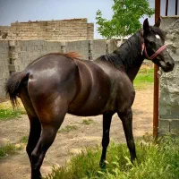 مادیان ترکمنی