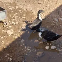 اردک‌نر‌‌وماده‌‌‌محلی‌وروسی‌موجوده|حیوانات مزرعه|گوآور, |دیوار