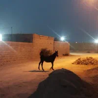 فروشی کره اسب مادیون سن 9 ماهه قیمت 13 میلیون