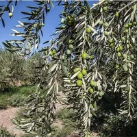 زمین و باغ زیتون در هرزویل