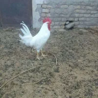 خروس فروشی بسیار جوان و سالم