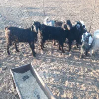 حراج|حراج|نهاوند, |دیوار