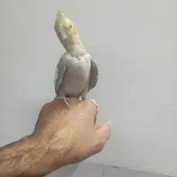 عروس هلندی ماده