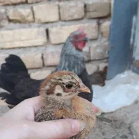 فریک