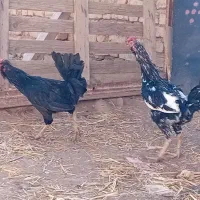 خروس گلین قوغاز سفید نر|حیوانات مزرعه|قزوین, |دیوار