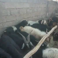 دوازده چوش نر با این شماره بگیرید|حیوانات مزرعه|نیریز, |دیوار