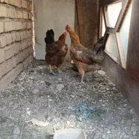دوتا مرغ تخم گذار سالم و سرحال. قیمت توافقی