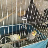 عروس هلندی مولد