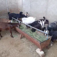 بزغاله نروماده فروشی
