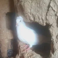 کبوتر|پرنده|چناران, |دیوار