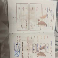 گربه اسکاتیش|گربه|تهران, مهران (سیدخندان)|دیوار