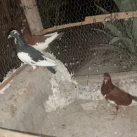 سه عدد یهودی|پرنده|مهر, |دیوار