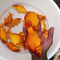 ماهی قرمز|ماهی|سنگر, |دیوار