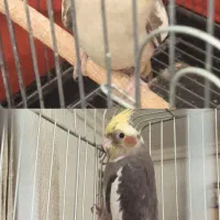 عروس هلندی نر ماده