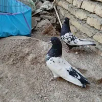 جفت سرسیاه کلاهی جفت سینه سیاه دوتا سورملقی