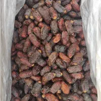 خرمای مجول شهرستان دیر