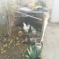 خروس محلی کاملا سالم