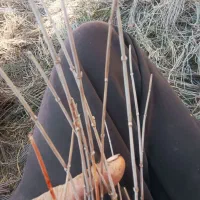 گیاه افدرا|گل و گیاه طبیعی|مشهد, مهدی آباد|دیوار