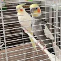 عروس هلندی جفت