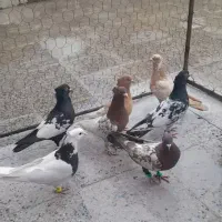 ۸عدد نر رنگی