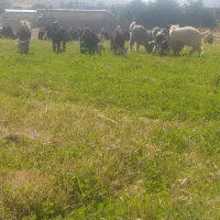 بزغاله|حیوانات مزرعه|صمصامی, |دیوار