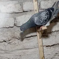 کفتر. دوتا صید