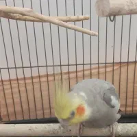 فروش پرنده|پرنده|گرمسار, |دیوار