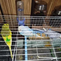 مرغ عشق رنگهای خاص|پرنده|صباشهر, |دیوار