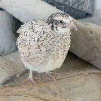 بلدرچین دم تخم