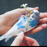 یک جفت مرغ‌عشق‌‌با‌قفس‌‌معاوضه‌با‌عروس‌هلندی‌ماده