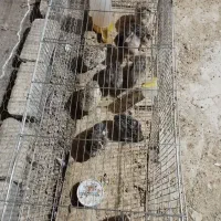 بلدرچین ماده