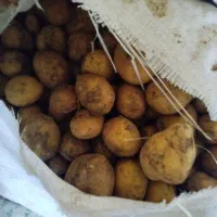 سیب زمینی|خوردنی و آشامیدنی|دهگلان, |دیوار