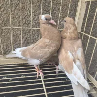جوجه کفتر پرشی تضمینی