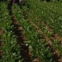 سرکارگرکشاورزی وکارگرتمام کارهای کشاورزی