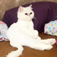 گربه پرشین سوپر فلت ماده عقیم شده|گربه|تهران, ائمه اطهار|دیوار