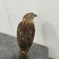 پرنده