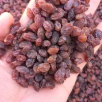 کشمش تاکستان|خوردنی و آشامیدنی|تاکستان, |دیوار