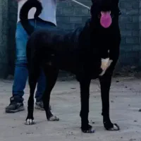 سرابی باشجره|سگ|ماهدشت, |دیوار