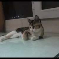 گربه ماده کالیکو